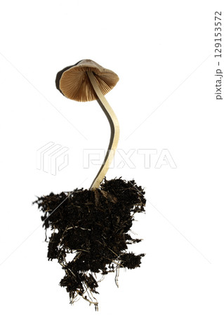Small Wild Brown Mushroom Fungi On An Isolated White Background Small Wild Brown Mushroom Fungi On An Isolated White Background 129153572