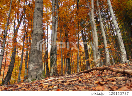 autumn forest 129153787