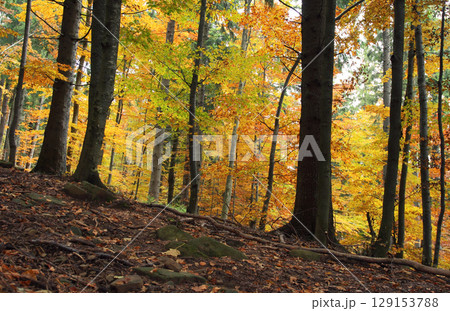 autumn forest 129153788