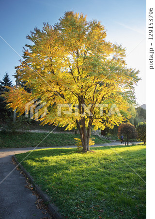 autumn tree 129153796