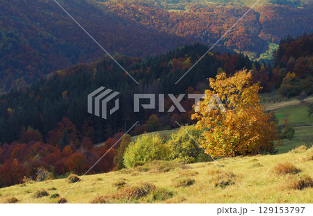 Meadow in mountains Meadow in mountains 129153797