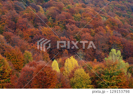 colorful forest 129153798
