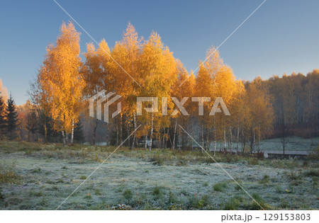 autumn trees autumn trees 129153803