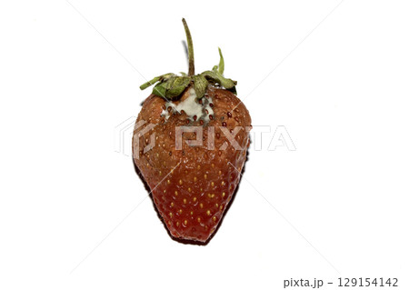 Close up of mouldy fruit strawberry strawberries on white background Close up of mouldy fruit strawberry strawberries on white background 129154142