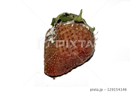 Close up of mouldy fruit strawberry strawberries on white background Close up of mouldy fruit strawberry strawberries on white background 129154146