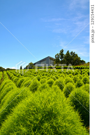 るるパークのグリーンコキア2025 129154431