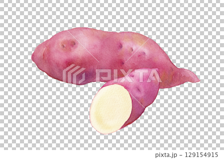 Autumn flavors: watercolor illustration of sweet potatoes. A combination of whole and cut. Autumn flavors: watercolor illustration of sweet potatoes. A combination of whole and cut. 129154915