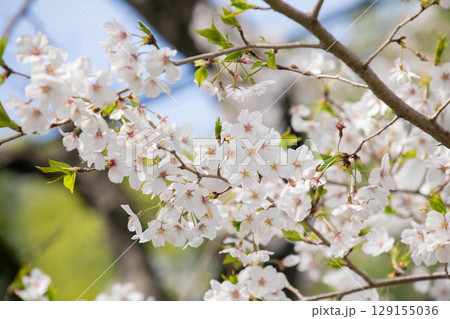桜の開花 129155036