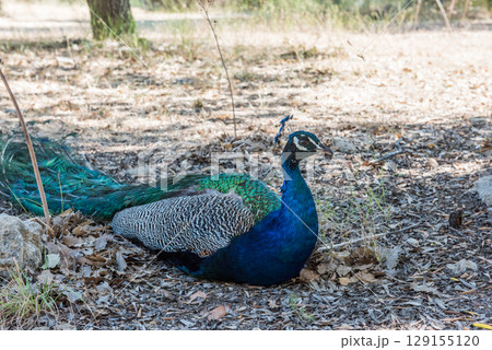 Peacocks walking in the garden at Filerimos hill on Rhodes island in Greece Peacocks walking in the garden at Filerimos hill on Rhodes island in Greece 129155120