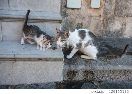 Mother cat and kitten eat dry food, homeless cats 129155136