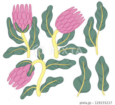 Set of protea flowers in retro style. Vector illustration, abstract shapes. 129155217