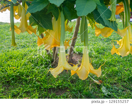 Brugmansia. angel trumpets. Tree-like shrub in the south. Yellow flowers. Bells. Bush in urban practice. Exotic of the south. Brugmansia. angel trumpets. Tree-like shrub in the south. Yellow flowers. Bells. Bush in urban practice. Exotic of the south. 129155257