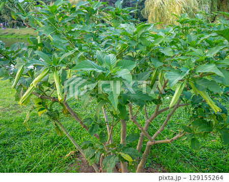 Brugmansia. angel trumpets. Tree-like shrub in the south. Yellow flowers. Bells. Brugmansia. angel trumpets. Tree-like shrub in the south. Yellow flowers. Bells. 129155264