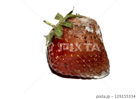 Close up of mouldy fruit strawberry strawberries on white background 129155334