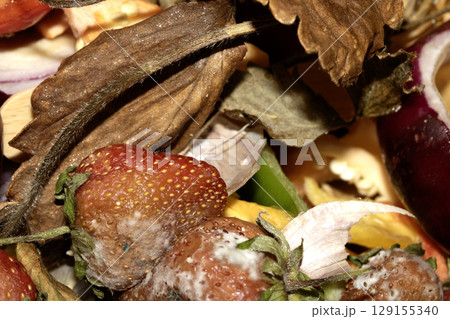 Close up of mouldy fruit strawberry strawberries on white background Close up of mouldy fruit strawberry strawberries on white background 129155340
