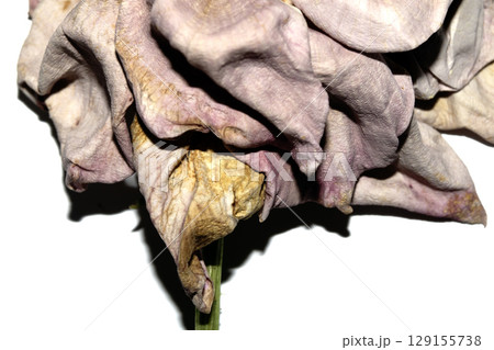 Close up of a rose flower petal dead and withered Close up of a rose flower petal dead and withered 129155738
