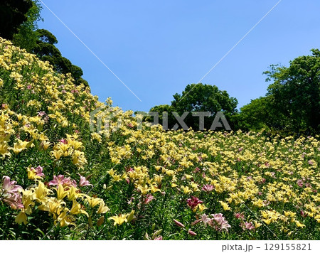 青空と新緑に映える黄色い百合の花畑〈可睡ゆりの園/静岡県袋井市〉 129155821