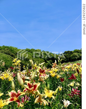青空と新緑に囲まれて咲き競う百合の花畑〈可睡ゆりの園/静岡県袋井市〉 青空と新緑に囲まれて咲き競う百合の花畑〈可睡ゆりの園/静岡県袋井市〉 129155822