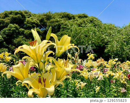 青空と新緑に囲まれて咲き乱れる黄色い百合の花畑〈可睡ゆりの園/静岡県袋井市〉 青空と新緑に囲まれて咲き乱れる黄色い百合の花畑〈可睡ゆりの園/静岡県袋井市〉 129155823