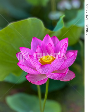一輪のピンクの蓮の花 129155909