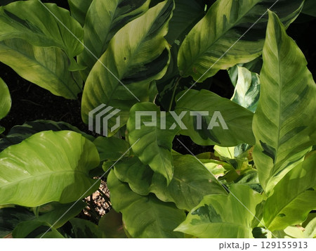 緑の交響 ― ケアンズ温室の葉の重なり 129155913