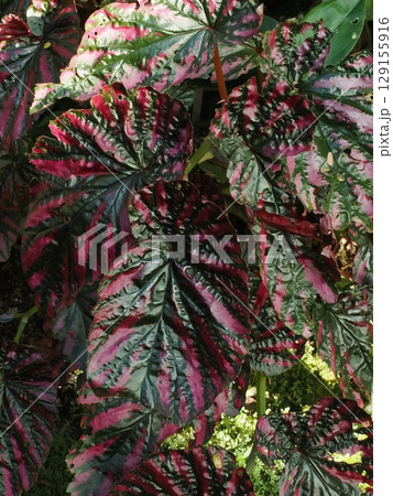 彩葉の記憶 ― ケアンズ温室のピンク模様 129155916