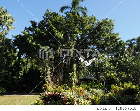 緑の回廊 ― ケアンズ熱帯庭園の静けさ 129155919