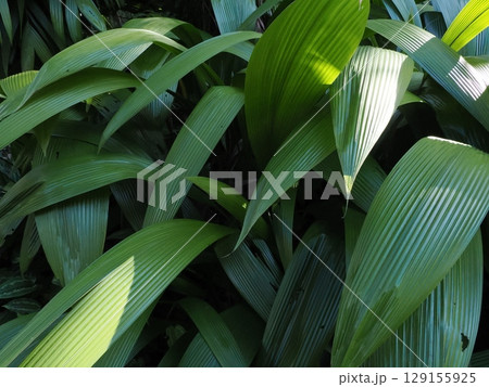 葉脈の交響 ― ケアンズ温室の緑の重なり 129155925