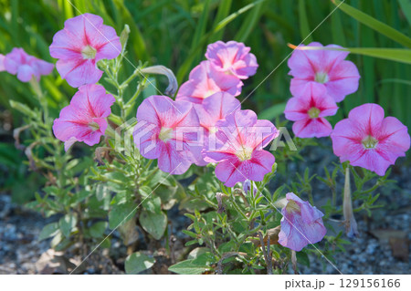花壇に咲く綺麗なペチュニアの花 129156166