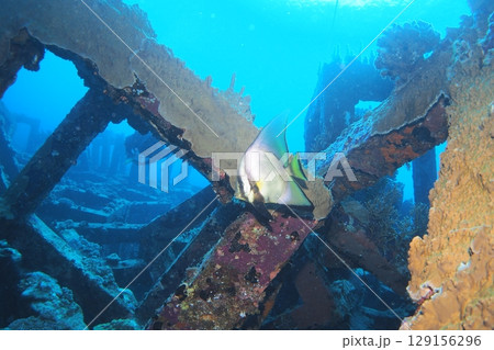 海を泳ぐアカククリの中幼魚 水中写真 海を泳ぐアカククリの中幼魚 水中写真 129156296
