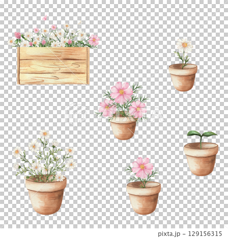 Watercolor set of clay pots with blooming daisies and pink cosmos flowers, green sprout and wooden planter box. Isolated on white background, gardening and floral decor concept Watercolor set of clay pots with blooming daisies and pink cosmos flowers, green sprout and wooden planter box. Isolated on white background, gardening and floral decor concept 129156315