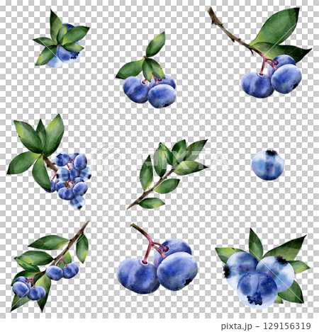 Seamless watercolor pattern in Blueberries with leaves, on a white background. Set. Isolated. Botanical illustration in realistic style. Hand drawn for design, fabric printing, scrapbooking, cards. 129156319