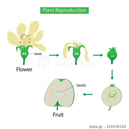 illustration of biology, Plant Reproduction, Flowering plants reproduce sexually through a process called pollination, sexual reproduction, new plants are obtained from seeds 129156328