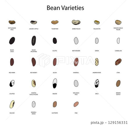 illustration of biology and agriculture, Bean Varieties, Types of Beans, varieties of common beans, Different Types of Edible Beans for the Garden 129156331