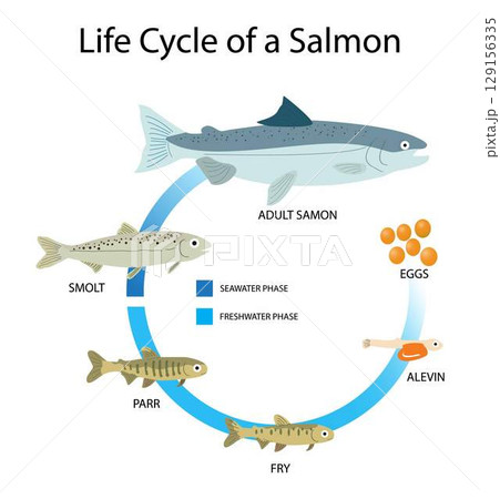 illustration of animals and biology, Life cycle of a Salmon, salmons have an average lifespan of 7 years, salmons comprises six stages, egg, alevin, fry, parr, smolt, and adult illustration of animals and biology, Life cycle of a Salmon, salmons have an average lifespan of 7 years, salmons comprises six stages, egg, alevin, fry, parr, smolt, and adult 129156335