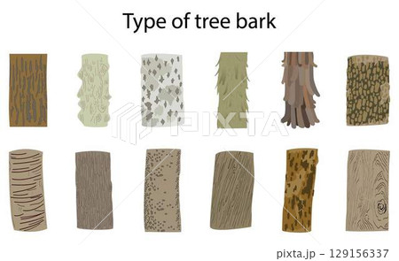 illustration of biology and plant kingdom, Tree Bark Texture, Bark is the outermost layer of stems and roots of woody plants, Plants with bark include trees, woody vines and shrub, Type of tree bark illustration of biology and plant kingdom, Tree Bark Texture, Bark is the outermost layer of stems and roots of woody plants, Plants with bark include trees, woody vines and shrub, Type of tree bark 129156337