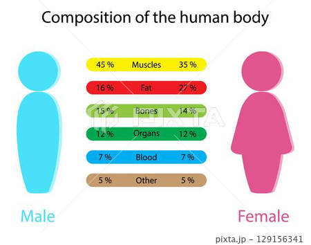 illustration of biology and medical, Composition of the human body, Differences in the body of men and women, the human body between men and women 129156341