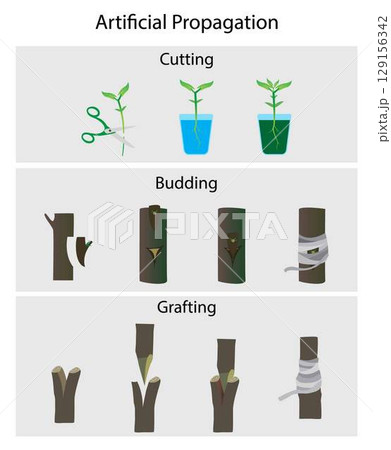 illustration of agriculture and gardening, artificial propagation of plant, Type of Vegetative Propagation, reproduction is the growth and development of a plant by asexual means, Grafting and budding 129156342