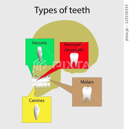 illustration of biology and medical, types of teeth in human body, different types of human teeth, Human Teeth Diagram, incisors and canine teeth, situated in gums above and below, Dental anatomy 129156343