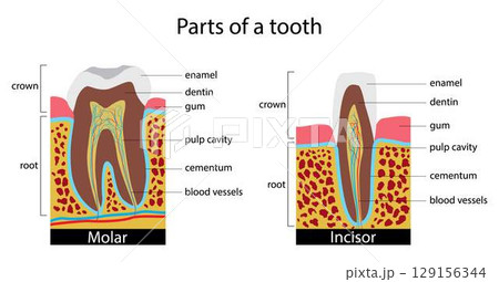illustration of biology and medical, part of the tooth, Dental anatomy, Dental anatomy is a field of anatomy, the study of human tooth structures, teeth of mammals have deep roots illustration of biology and medical, part of the tooth, Dental anatomy, Dental anatomy is a field of anatomy, the study of human tooth structures, teeth of mammals have deep roots 129156344