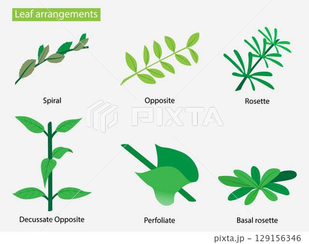 illustration of biology and plant kingdom, leaf arrangement types, alternate leaf arrangement, The patterns of arrangement of leaves on the stem, species of plants on the planet 129156346