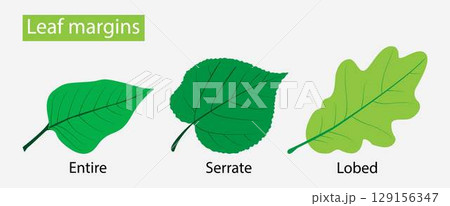 illustration of Biology and plant kingdom, Leaf margins, the structure or appearance of the margins of the leaves, The leaf margin is the boundary area extending along the edge of the leaf 129156347