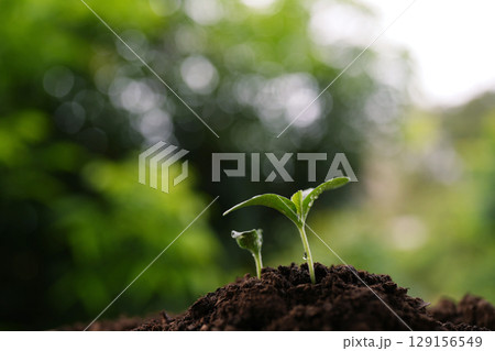 Closeup of small pumpkin sprouts macro with water droplets 129156549