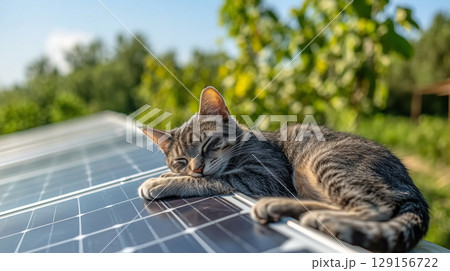 Cute cat sleeping on solar panel in sunny outdoor garden. Concept of using renewable and green energy in home 129156722