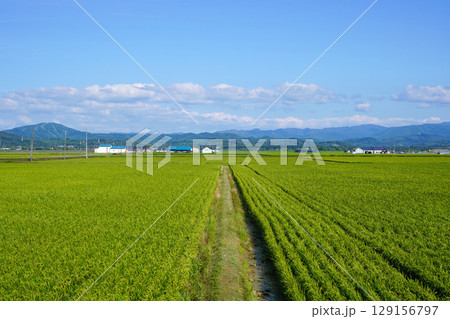新十津川町の広大な稲作地帯 129156797