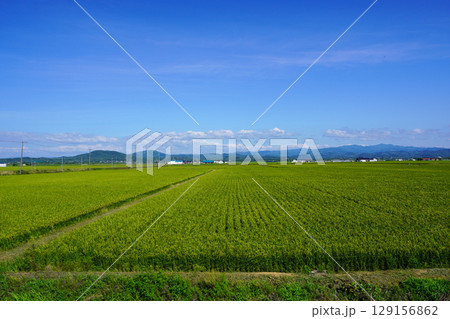 新十津川町の広大な稲作地帯 129156862