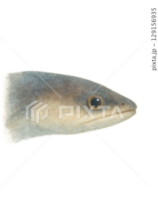 うなぎの顔のイラスト 129156935