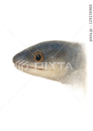 うなぎの顔のイラスト 129156968