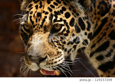 凛々しい顔のジャガー 129157209