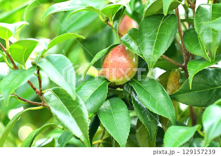 ツバキの実（椿油の原料 カメリア油 camellia oil） 129157239